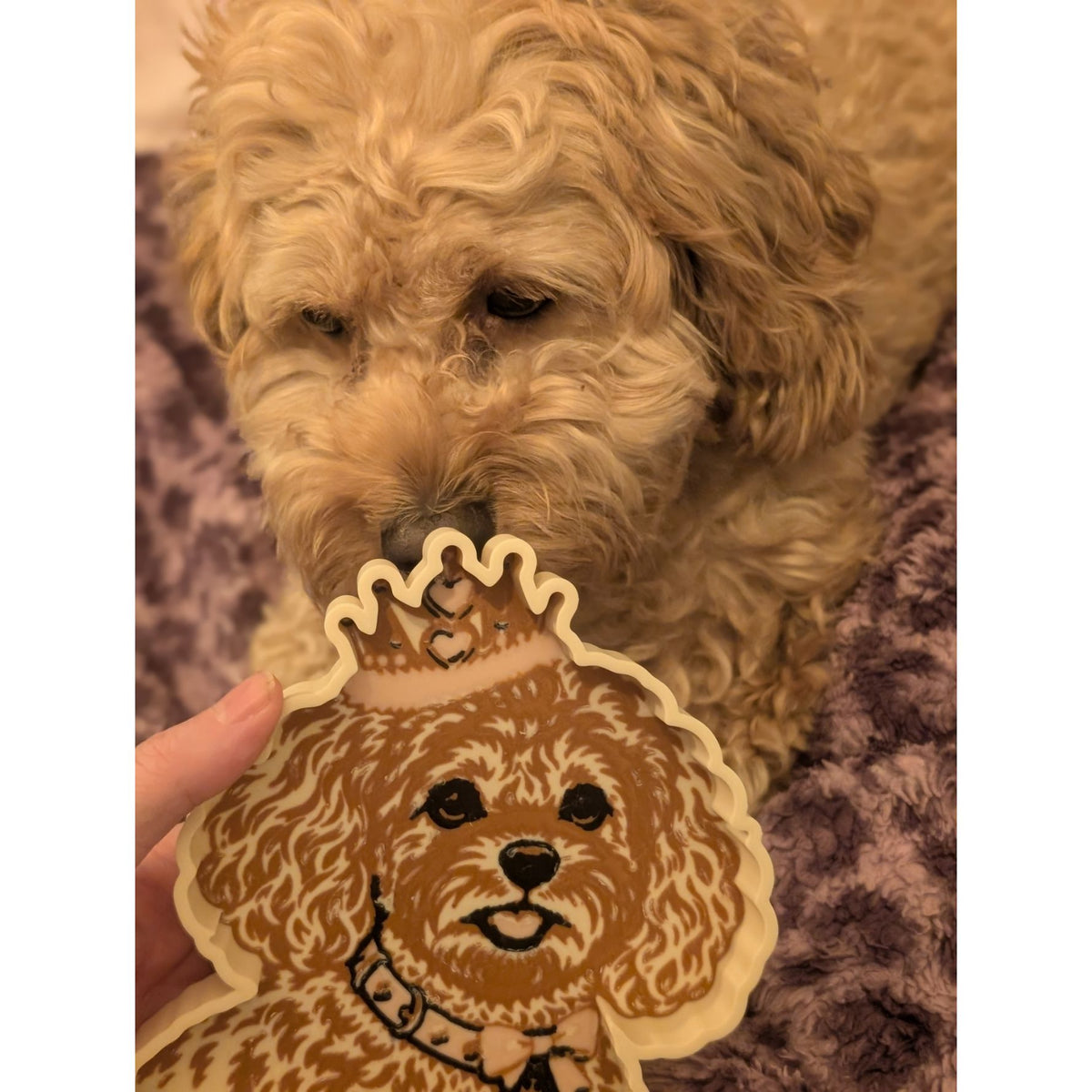 Jessie the Cavapoo beside her physical 3D printed trinket tray